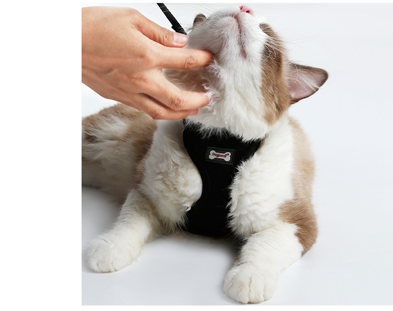 SecureFit cat harness and leash