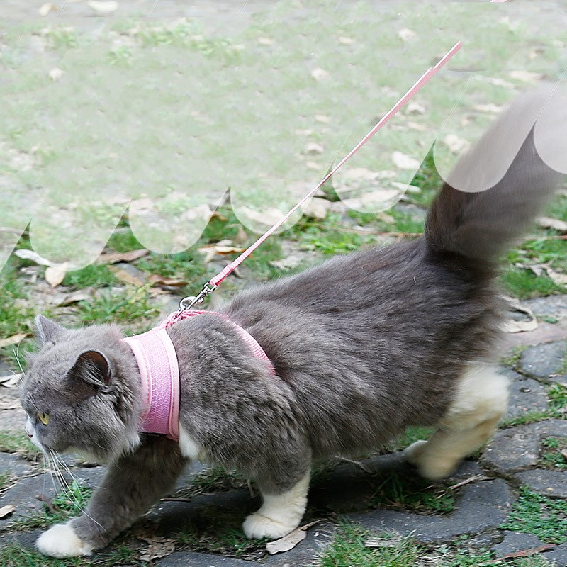 SecureFit cat harness and leash