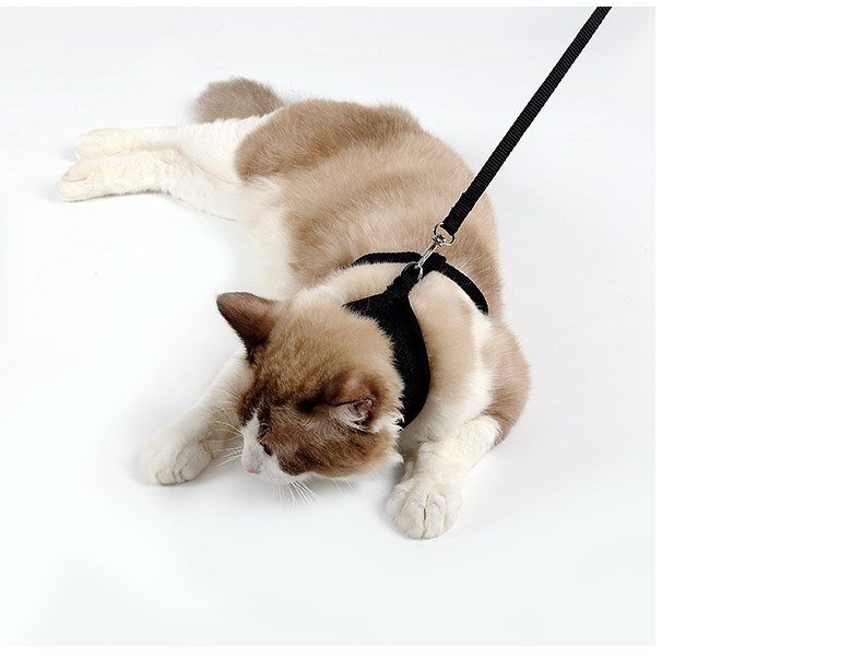 SecureFit cat harness and leash